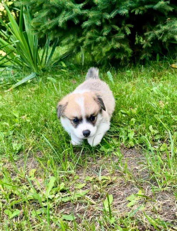 Lancelot Welsh Corgi Lancelot Welsh Corgi