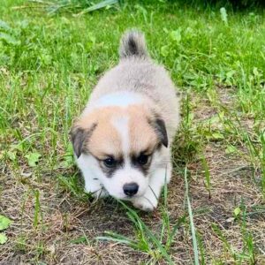 Lancelot Welsh Corgi Lancelot Welsh Corgi