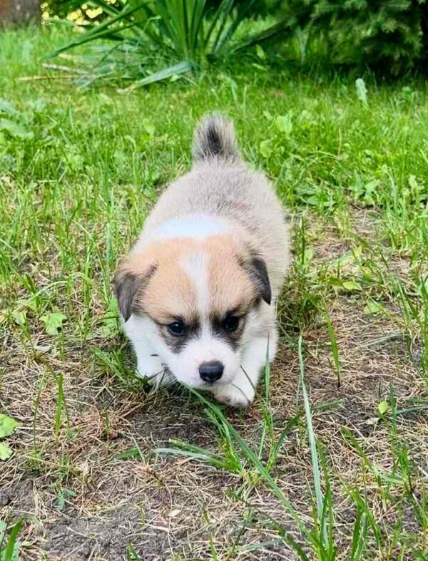 Lancelot Welsh Corgi Lancelot Welsh Corgi