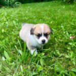 Lancelot-male-Corgi-puppy-for-sale-3