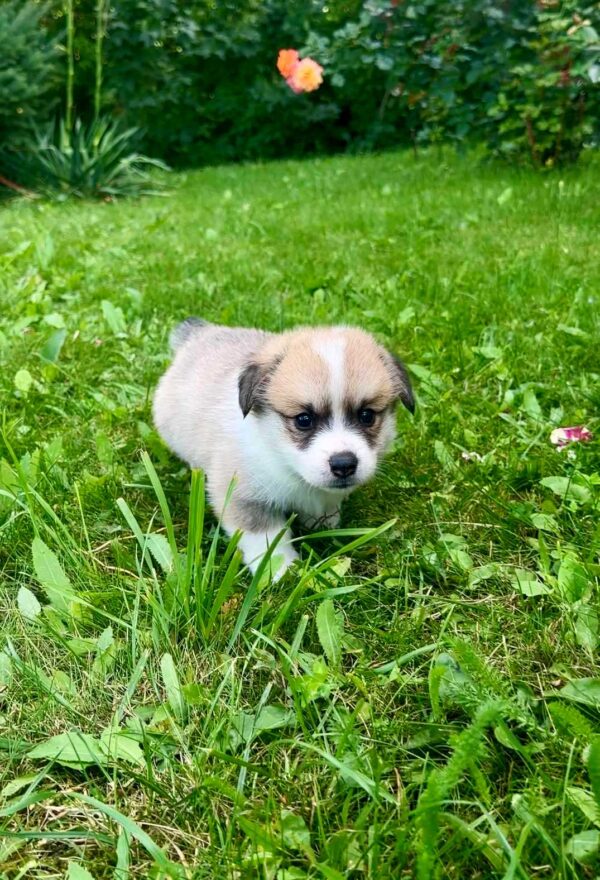 Lancelot Welsh Corgi Lancelot Welsh Corgi
