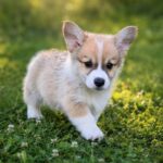 Lancelot-male-Corgi-puppy-for-sale-4