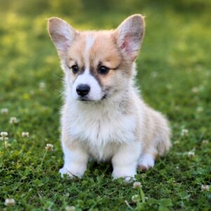 Lancelot Welsh Corgi Lancelot Welsh Corgi