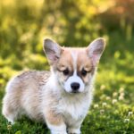 Lancelot-male-Corgi-puppy-for-sale-6