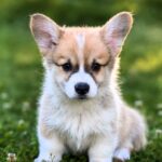 Lancelot-male-Corgi-puppy-for-sale-7