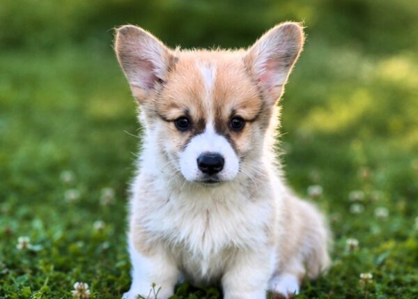 Lancelot Welsh Corgi Lancelot Welsh Corgi