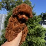 Largo-male-toy-poodle-puppy-for-sale-1 (1)