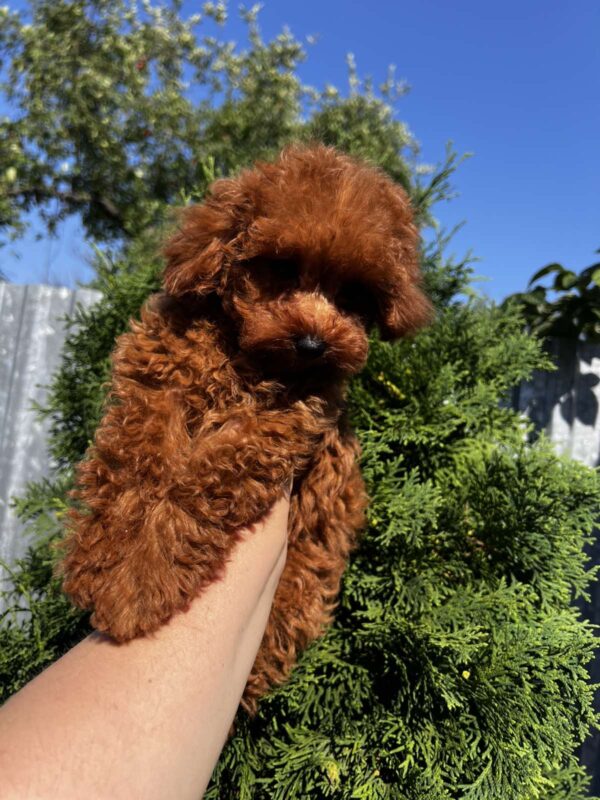 Largo Toy Poodle Largo Toy Poodle