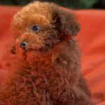 Largo-male-toy-poodle-puppy-for-sale-1 (2)