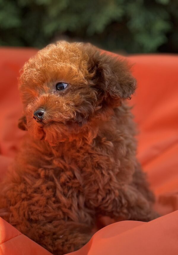 Largo Toy Poodle Largo Toy Poodle
