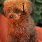 Largo-male-toy-poodle-puppy-for-sale-1 (3)