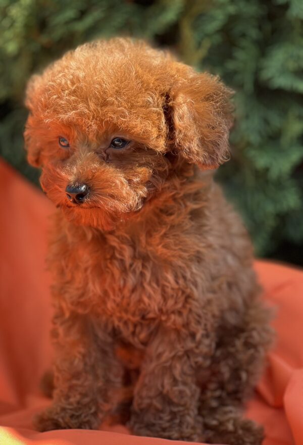 Largo Toy Poodle Largo Toy Poodle