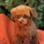 Largo-male-toy-poodle-puppy-for-sale-1 (4)