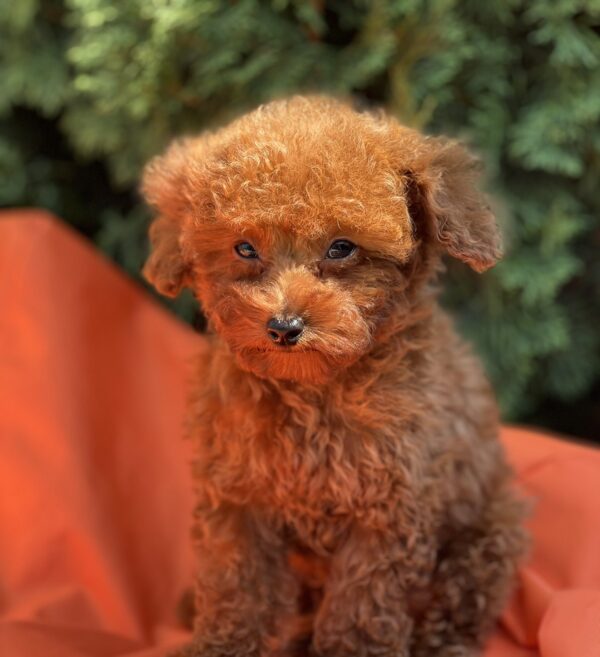 Largo Toy Poodle Largo Toy Poodle