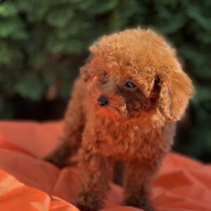 Largo Toy Poodle Largo Toy Poodle