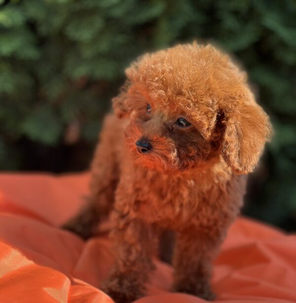 Largo Toy Poodle Largo Toy Poodle