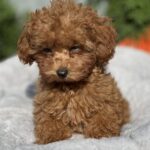 Larry-male-toy-poodle-puppy-for-sale-1 (1)