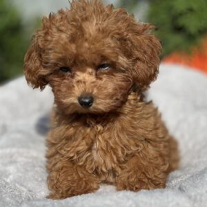 Larry Toy Poodle Larry Toy Poodle