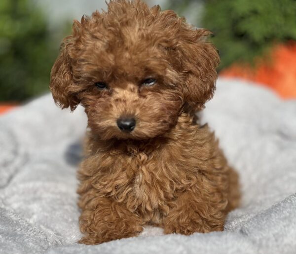 Larry Toy Poodle Larry Toy Poodle
