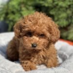 Larry-male-toy-poodle-puppy-for-sale-1 (2)