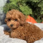 Larry-male-toy-poodle-puppy-for-sale-1 (3)