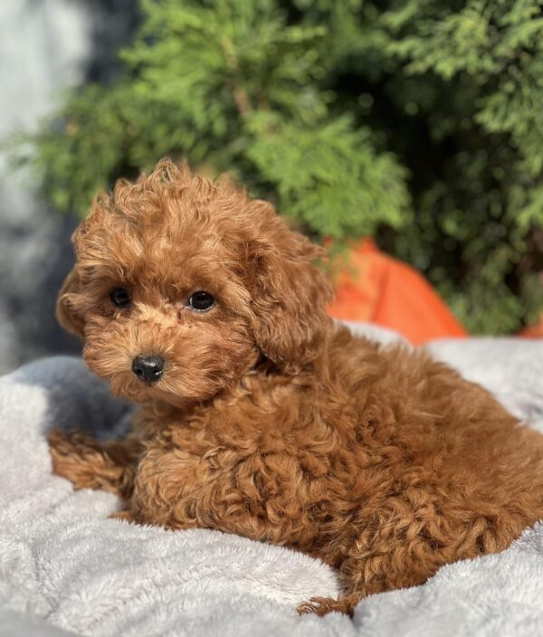 Larry Toy Poodle Larry Toy Poodle