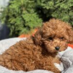 Larry-male-toy-poodle-puppy-for-sale-1 (4)