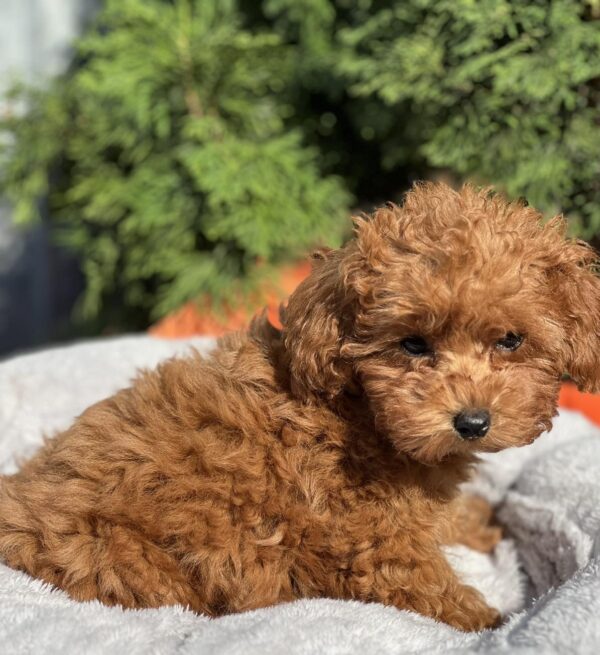 Larry Toy Poodle Larry Toy Poodle