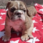 Lavelle-female-English-Bulldog-puppy-for-sale-1