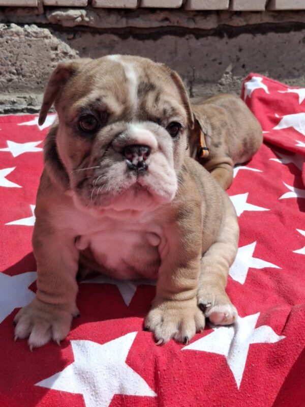 Lavelle English Bulldog Lavelle English Bulldog