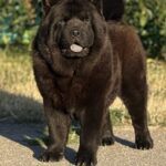 Lavinia-female-Chow-puppy-for sale-1