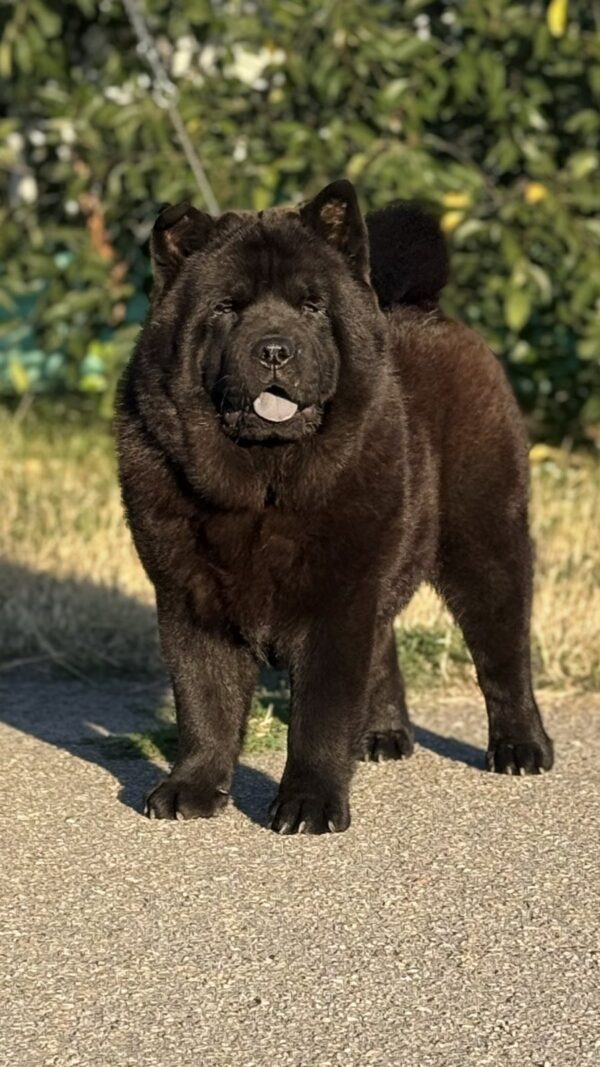 Lavinia Chow-Chow Lavinia Chow-Chow
