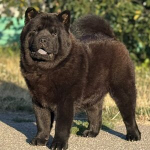 Lavinia Chow-Chow Lavinia Chow-Chow