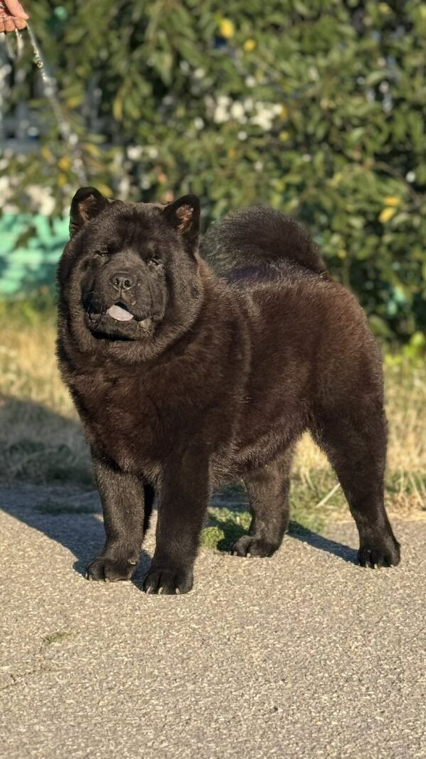 Lavinia Chow-Chow Lavinia Chow-Chow