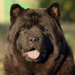Lavinia-female-Chow-puppy-for sale-3