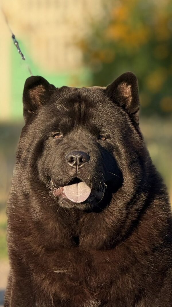 Lavinia Chow-Chow Lavinia Chow-Chow