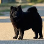 Lavinia-female-Chow-puppy-for sale-4