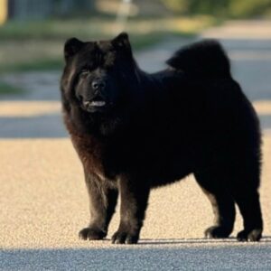 Lavinia Chow-Chow Lavinia Chow-Chow