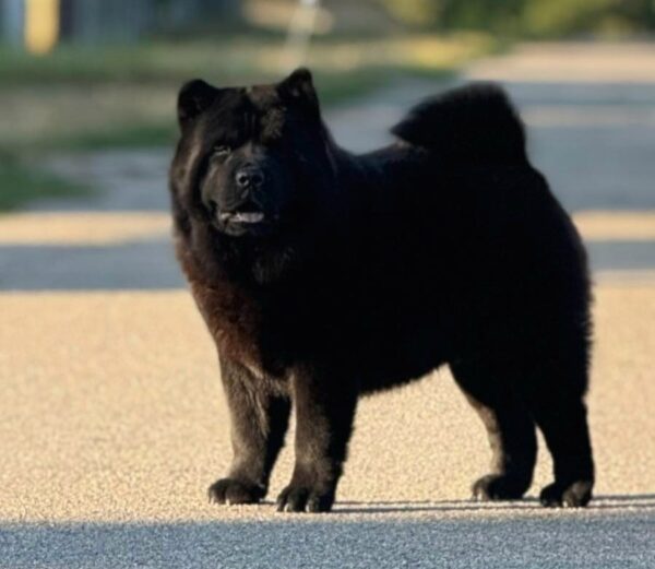 Lavinia Chow-Chow Lavinia Chow-Chow