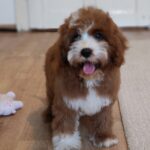 Lelle-female-cavapoo-puppy-for-sale- (1)