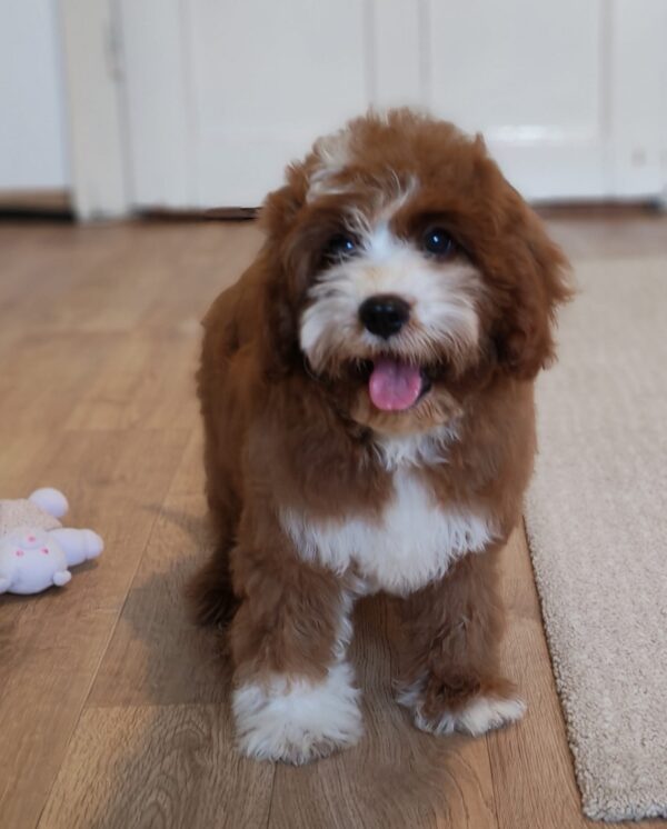 Lelle Cavapoo Lelle Cavapoo