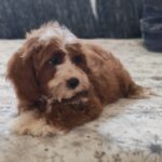 Lelle-female-cavapoo-puppy-for-sale- (1)