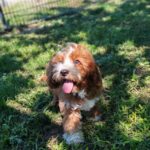 Lelle-female-cavapoo-puppy-for-sale- (1)