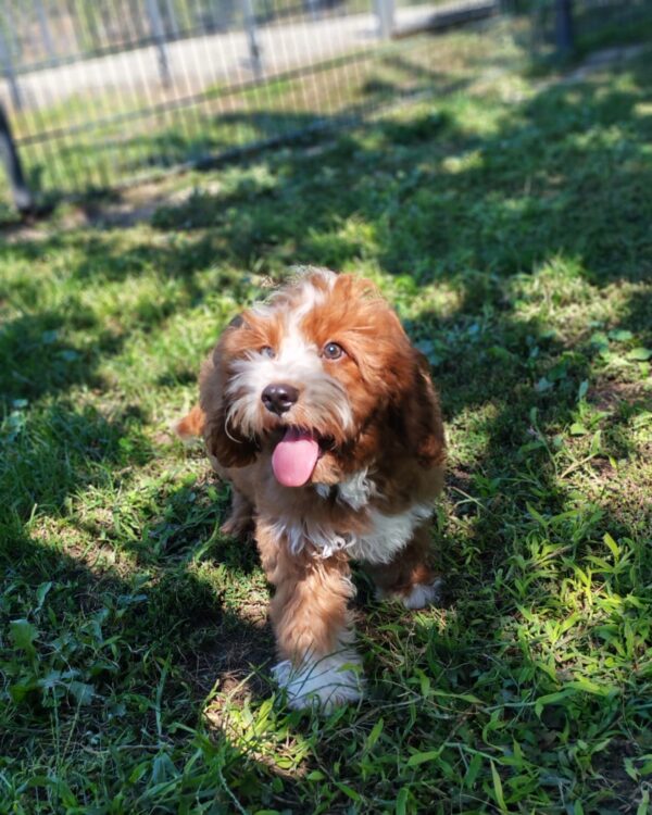 Lelle Cavapoo Lelle Cavapoo