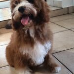 Lelle-female-cavapoo-puppy-for-sale- (1)