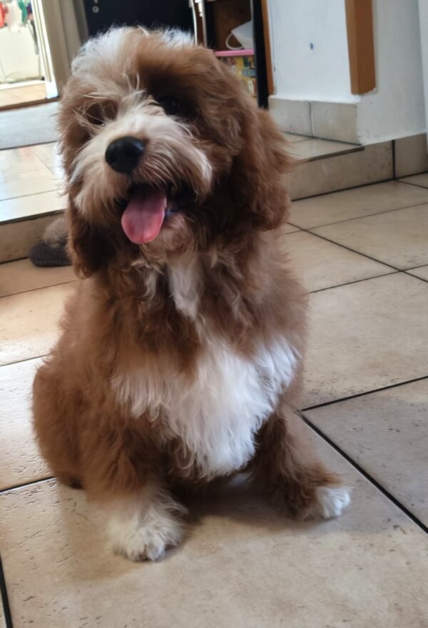 Lelle Cavapoo Lelle Cavapoo