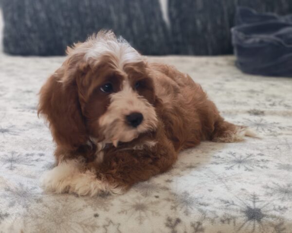 Lelle Cavapoo Lelle Cavapoo