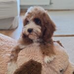 Lelle-female-cavapoo-puppy-for-sale- (2)