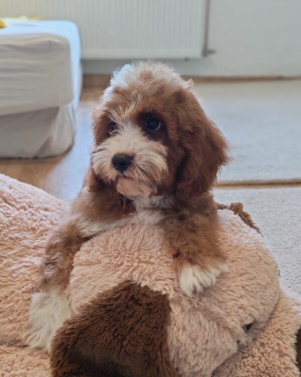 Lelle Cavapoo Lelle Cavapoo