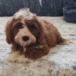 Lelle-female-cavapoo-puppy-for-sale- (2)